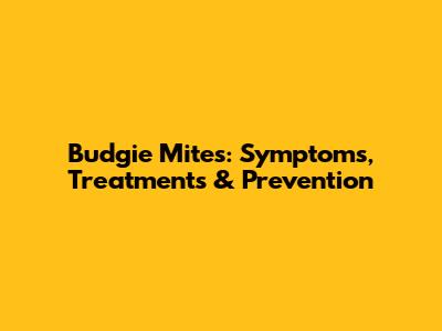Budgie Mites: Symptoms, Treatments & Prevention