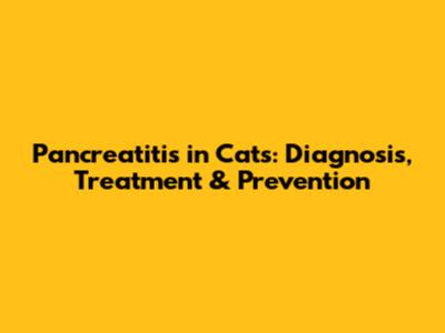Pancreatitis in Cats: Diagnosis, Treatment & Prevention