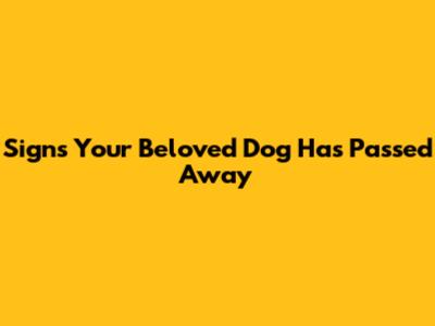 Signs Your Beloved Dog Has Passed Away
